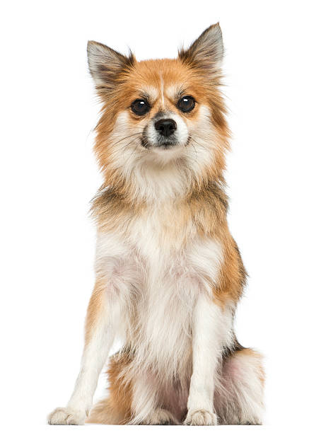 istock Chihuahua sitting, looking at the camera, isolated on white 187431793