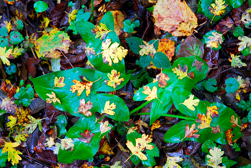 Autumn leaves of hawthorn (Crataegus monogyna) fallen to the ground.