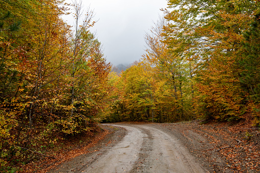 Autumn forest road. View of autumn forest road with fallen leaves Fall season scenery. Epirus Greece