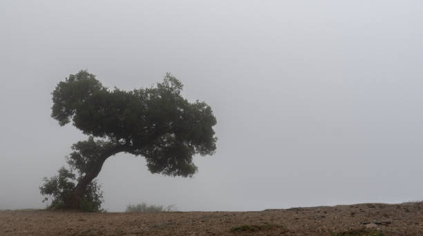 istock Foggy day silhouette of a lonely tree. Copy space. Solitude in nature 1874328903