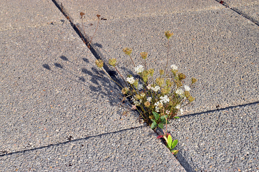 Wild carrot (Daucus carota) growing between cement slabs in a city