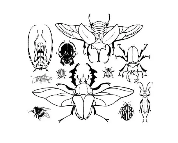 Vector illustration of Various arthropod insects. Different bug species composition. Elephant beetle, ladybug, rose chafer, grasshopper. Exotic fauna coloring book. Contour hand drawn isolated vector illustrations on white