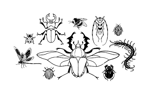 Arthropod animals composition. Various insect species. Stag beetle, bumblebee, dragonfly, sacred scarab, scolopendra coloring book. Contour hand drawn isolated vector illustrations on white background.