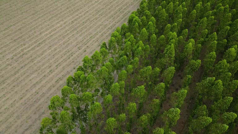 Eucalyptus plantation top view