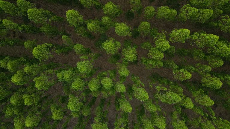 Eucalyptus plantation top view