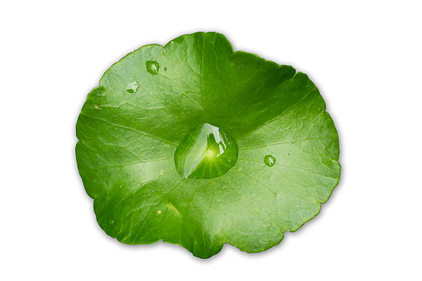 istock fresh and green leaves 187434339