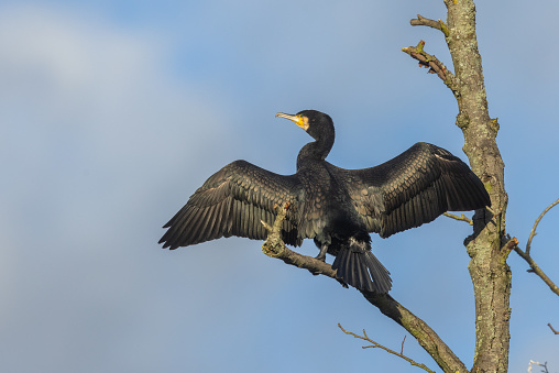 Adult great cormorant (Phalacrocorax carbo) drying wings on a tree.