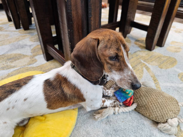 istock Dachshund guarding toy 1874358015