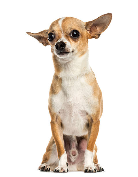 istock Chihuahua sitting, isolated on white 187436604