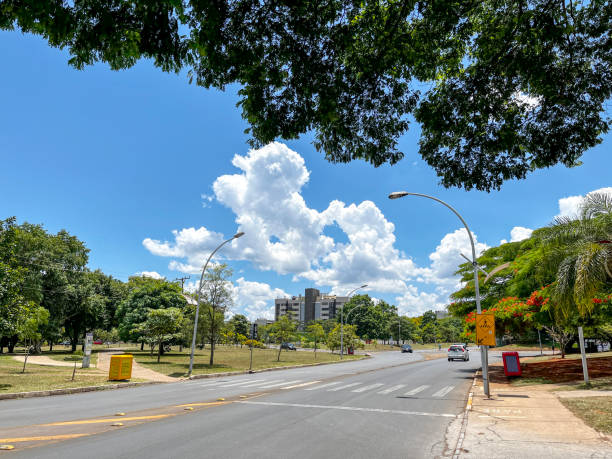 istock Large shady tree alongside Brasilia road 1874373388