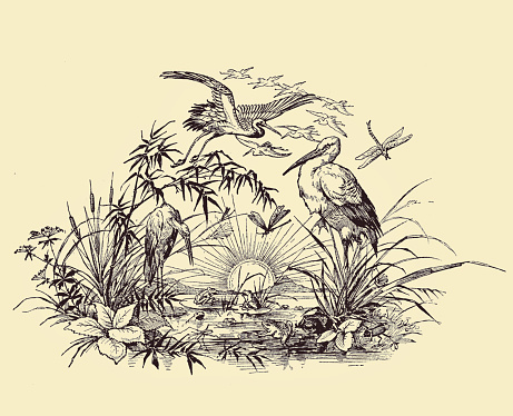 End chapter vignette with rising sun and herons