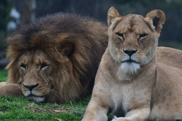 istock Lions in the zoo 1874375958