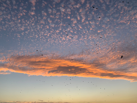 clouds at sunset with birds