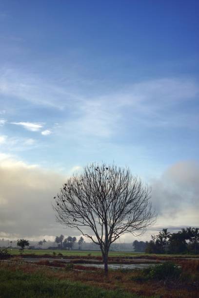 istock dry trees on the edge of the rice fields 1874380680