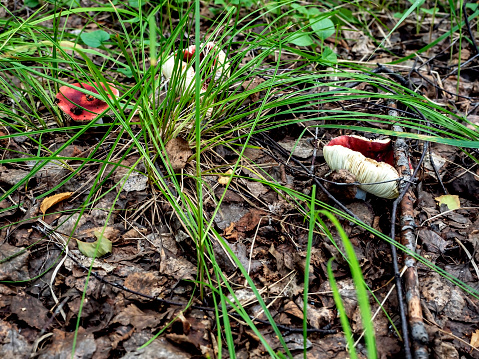 russula mushrooms in the forest in autumn among fallen leaves and grass