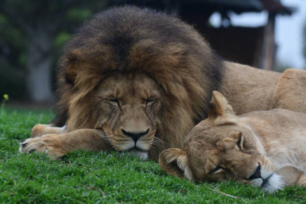 istock Lions in the zoo 1874383320