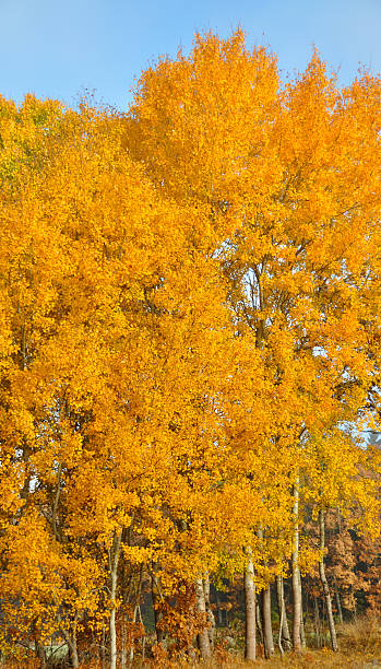 Aspen trees stock photo