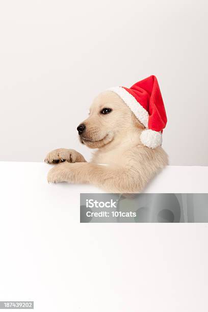 Golden Retriever Santa Welpe Stockfoto und mehr Bilder von Blick in die Kamera - Blick in die Kamera, Domestizierte Tiere, Einzelnes Tier