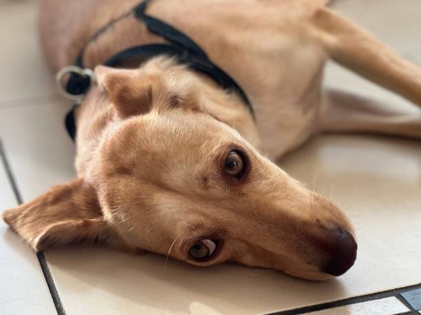 istock Sad sick dog lying down on the floor. 1874402297