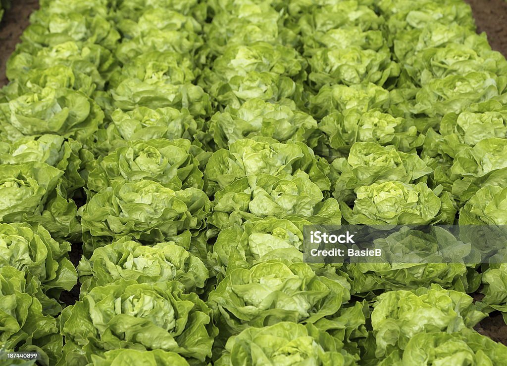 Green Salat - Lizenzfrei Blatt - Pflanzenbestandteile Stock-Foto