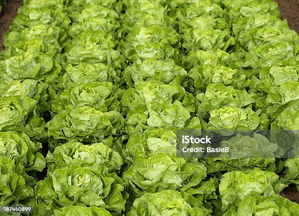 Green Salat Stockfoto und mehr Bilder von Blatt - Pflanzenbestandteile - Blatt - Pflanzenbestandteile, Blattgemüse, Buttersalat