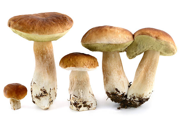 istock Steinpilz (boletus edulis) - porcini mushroom 187440956