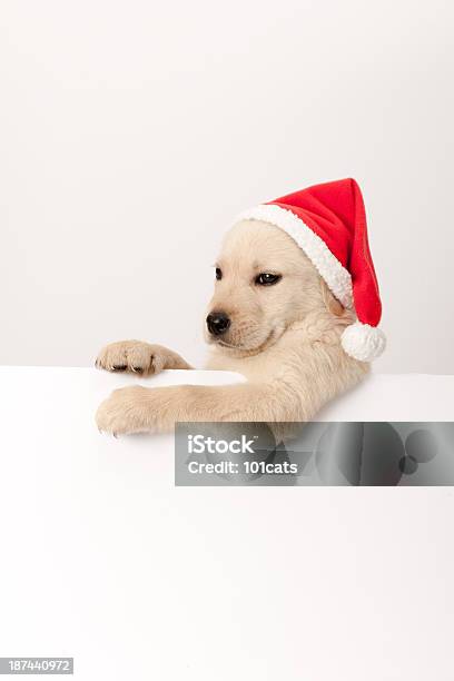 Foto de Santa Filhote De Retriever Dourado e mais fotos de stock de Animal - Animal, Animal de estimação, Animal doméstico