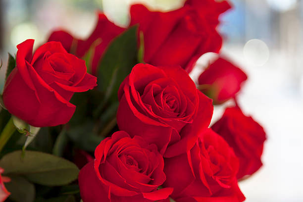 blumen - dozen roses stock-fotos und bilder