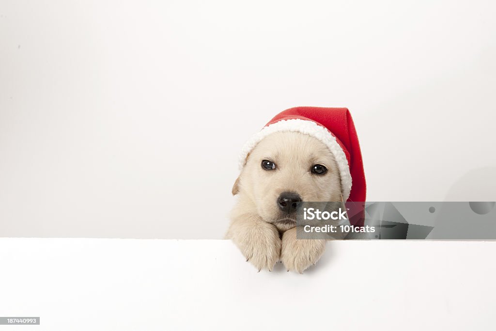 golden retriever santa cachorro - Foto de stock de Navidad libre de derechos