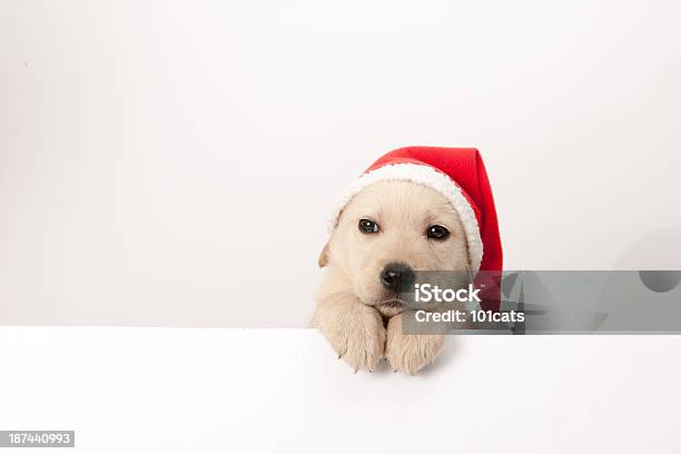 Golden Retriever Santa Cachorro Foto de stock y más banco de imágenes de Navidad - Navidad, Perro, Almohadillas - Pata de animal