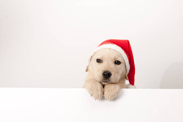 Head shot of terrier dog wearing santa hat isolated on white background