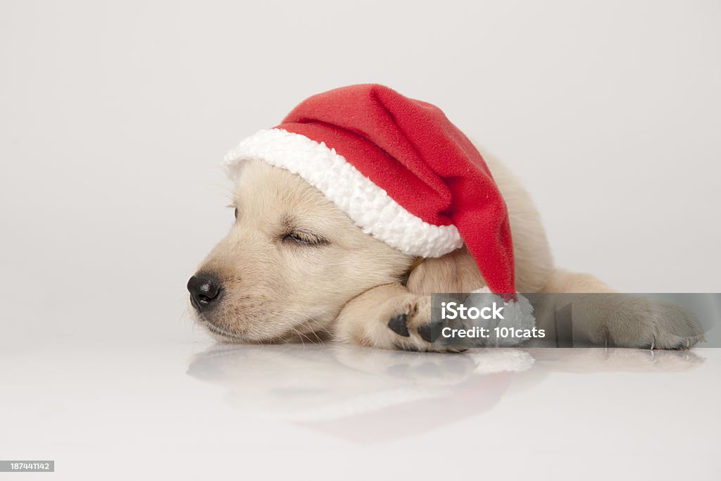 golden retriever santa puppy - Zbiór zdjęć royalty-free (Bez ludzi)