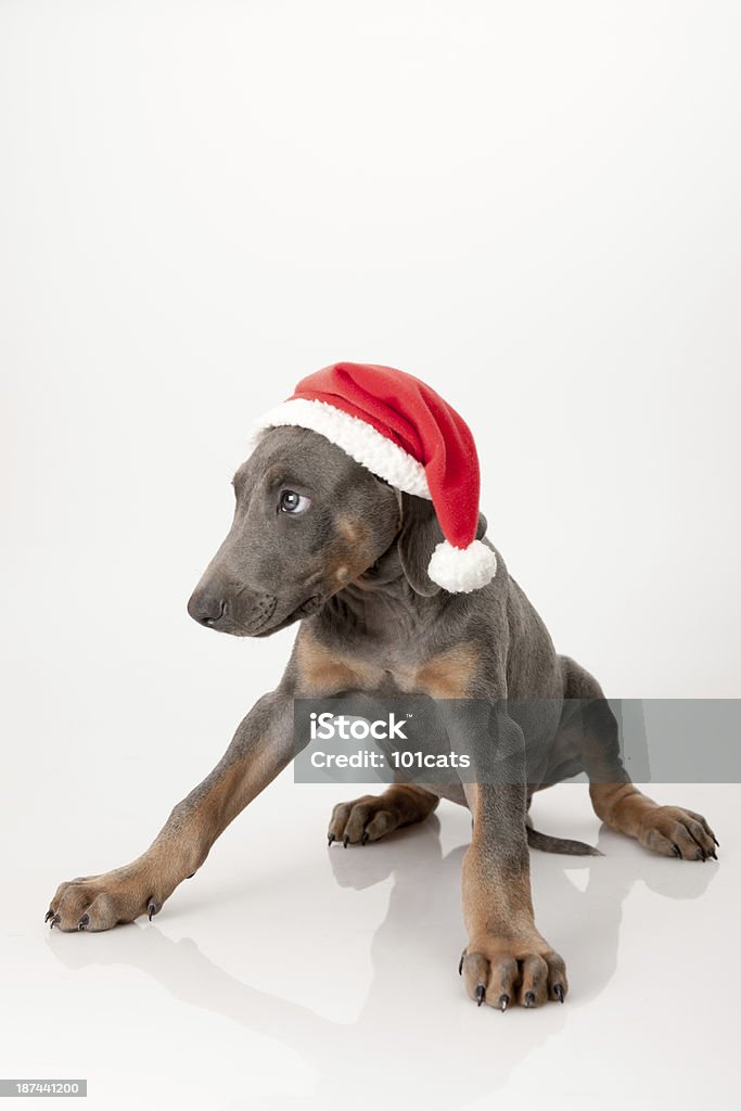 doberman santa cachorrinho - Royalty-free Animal Foto de stock