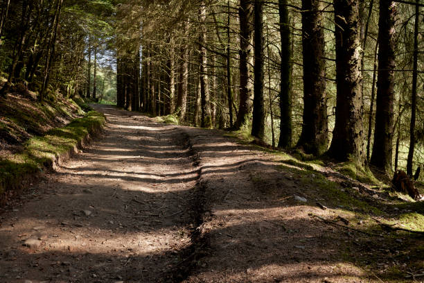 Dun Na Cuaiche Pathway through pine forest on the climb to the Dun Na Cuaiche watchtower folly at Inveraray. Argyll and Bute. Scotland loch fyne stock pictures, royalty-free photos & images