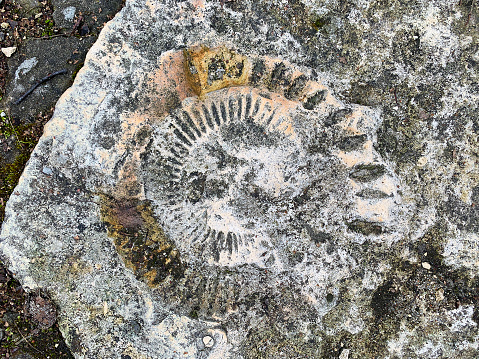 Fossilized ammonite in limestone on a sidewalk, weathered by time.