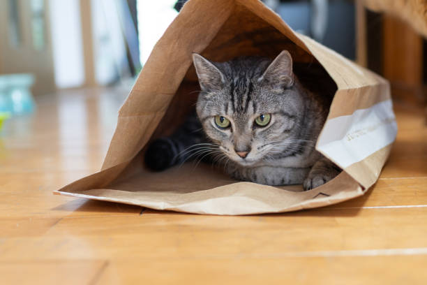 istock cat in a paper bag 1874428851