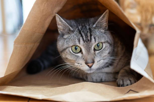istock cat in a paper bag 1874428859