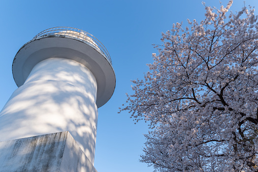 Cherry blossoms in full bloom and lighthouse