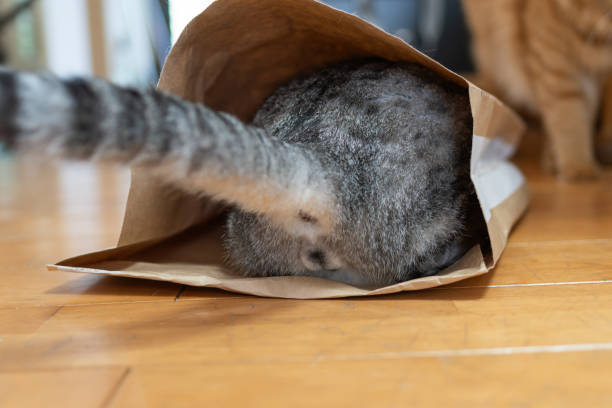 istock cat in a paper bag 1874431776