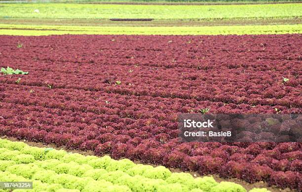 Salat Stockfoto und mehr Bilder von Blatt - Pflanzenbestandteile - Blatt - Pflanzenbestandteile, Blattgemüse, Buttersalat