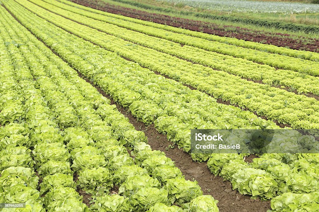 Salat - - Lizenzfrei Blatt - Pflanzenbestandteile Stock-Foto
