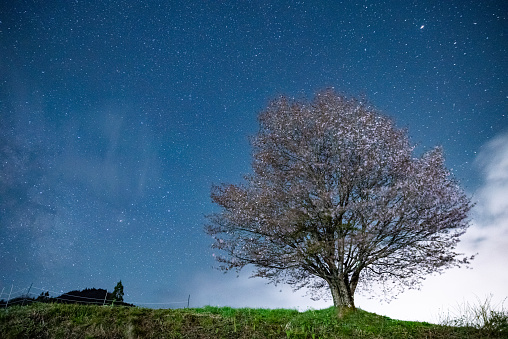 One cherry tree and the Milky Way