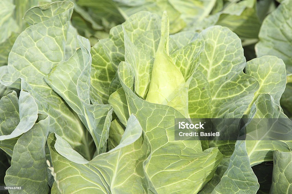 Spitz zulaufende Cabbage - Lizenzfrei Blatt - Pflanzenbestandteile Stock-Foto