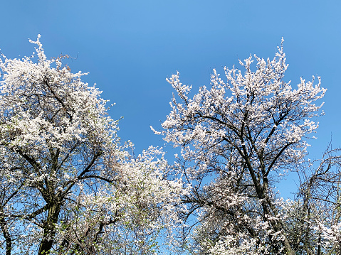 Captivating scene of vibrant plum blossoms in full bloom, set against the backdrop of a clear, blue sky.