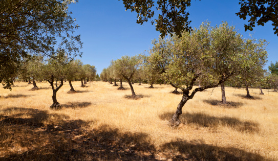 Field of Olive Tree