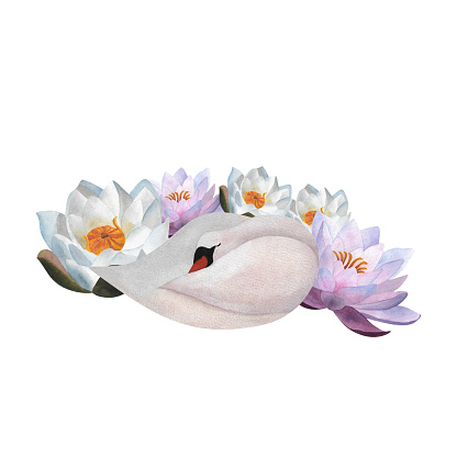 Watercolor sleeping white swan with waterlilies Isolated graceful Cute young bird hand drawn illustration for baby decor 2024 clothes, wedding invitations, Women's day 2024 posters,postcards, Avian.