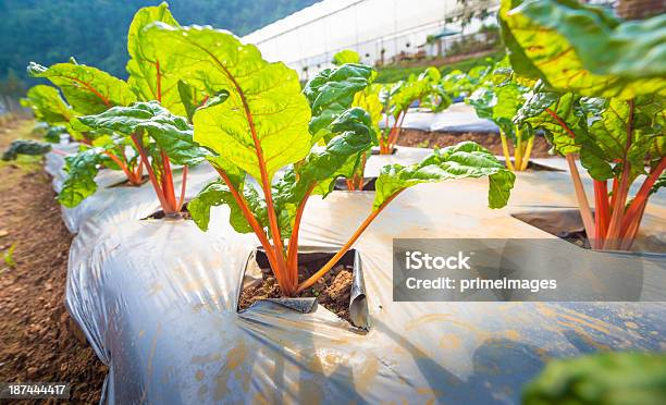 Hydroponic 野菜の庭園を備えております - オーガニックのストックフォトや画像を多数ご用意 - オーガニック, ガーデニング, グリーンハウス