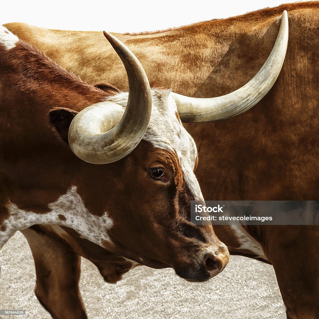 Texas Longhorns - Lizenzfrei Longhorn-Rind Stock-Foto