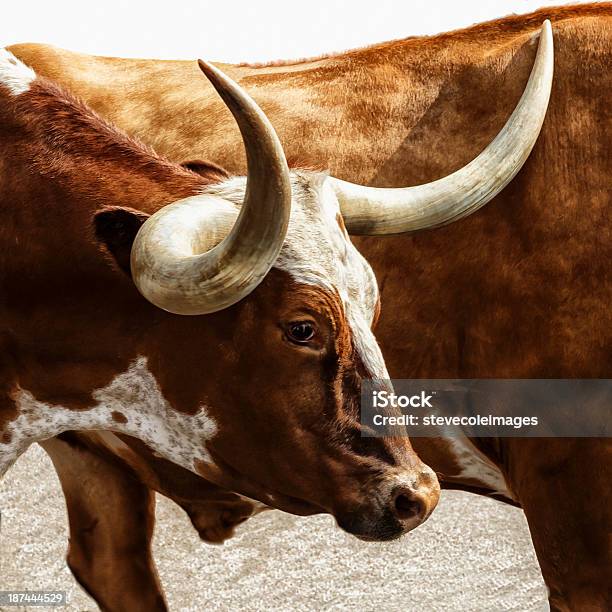 Texas Longhorns Stockfoto und mehr Bilder von Longhorn-Rind - Longhorn-Rind, Fort Worth, Texas