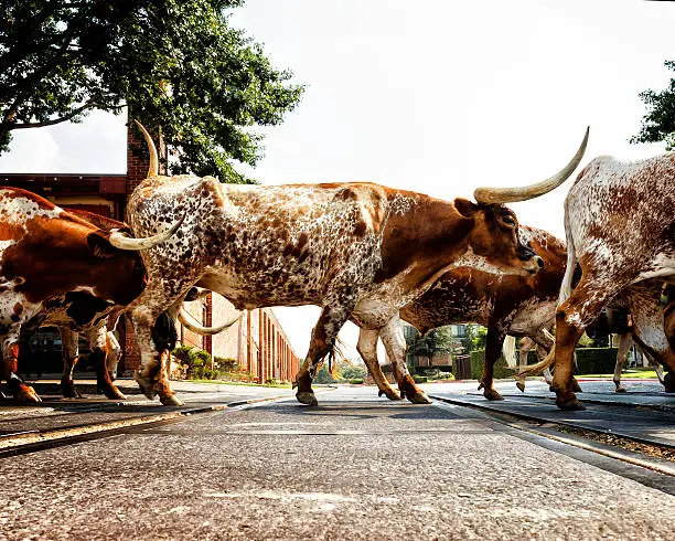 A group of Texas Longhorns crossing a railroad track in the middle of town.